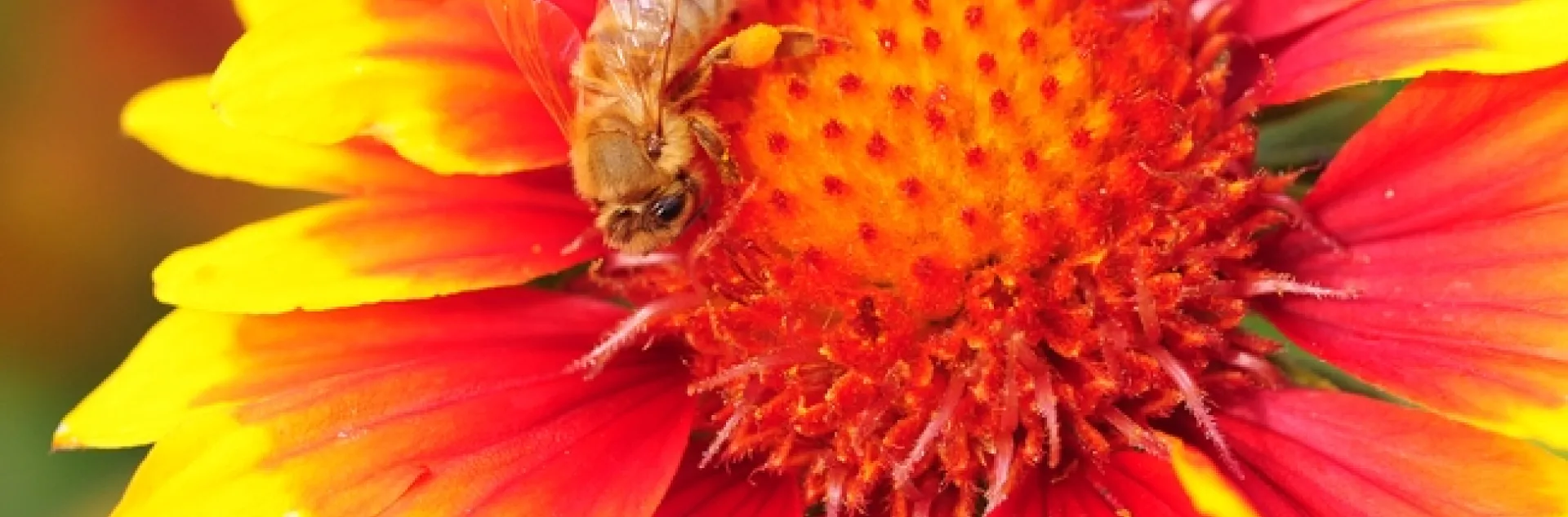 Honey bee on a blanket flower, Galliardia. (Photo by Kathy Keatley Garvey)