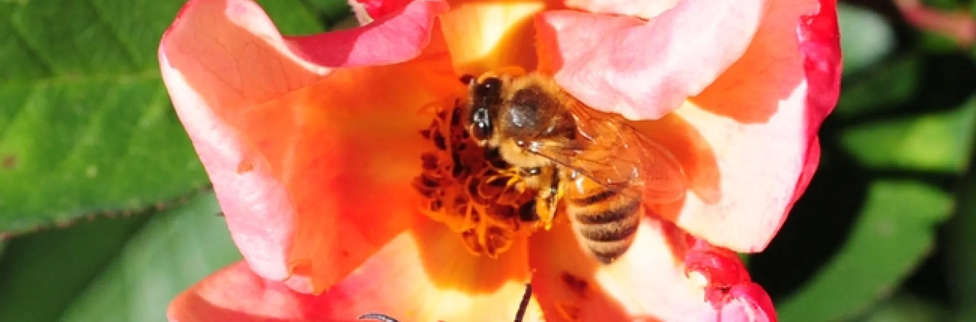 Male yellowjacket heads toward a honey bee. (Photo by Kathy Keatley Garvey)