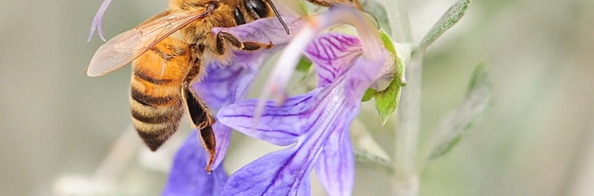 Honey bee working the germander. (Photo by Kathy Keatley Garvey)