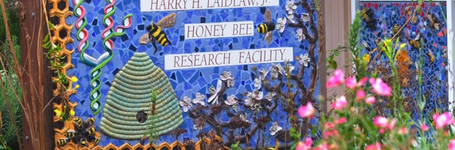Sign at the entrance to the Harry H. Laidlaw Jr. Honey Bee Research Facility at UC Davis depicts honey bees, a skep, DNA and almond blossoms. It is the work of Donna Billick of Davis (Photo by Kathy Keatley Garvey)