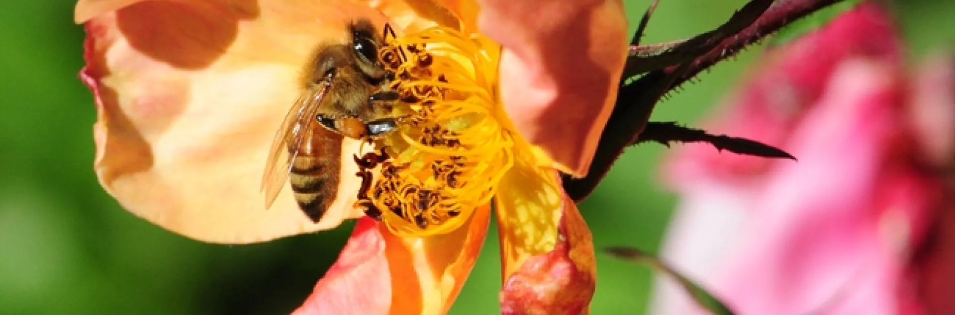 ONE: A sole honey bee visits a rose. (Photo by Kathy Keatley Garvey)