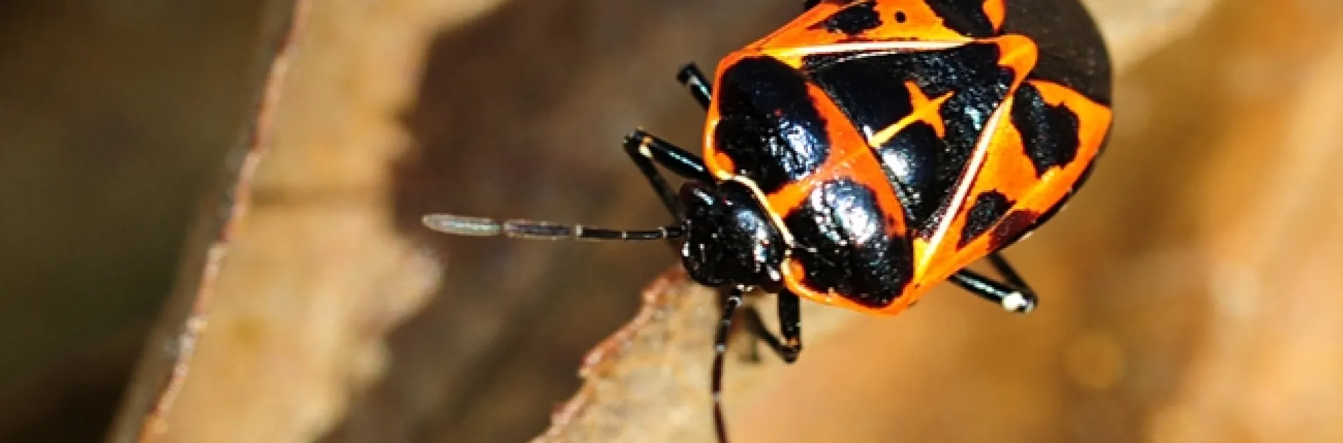 Harlequin bug wandering around on passion flower vine. (Photo by Kathy Keatley Garvey)