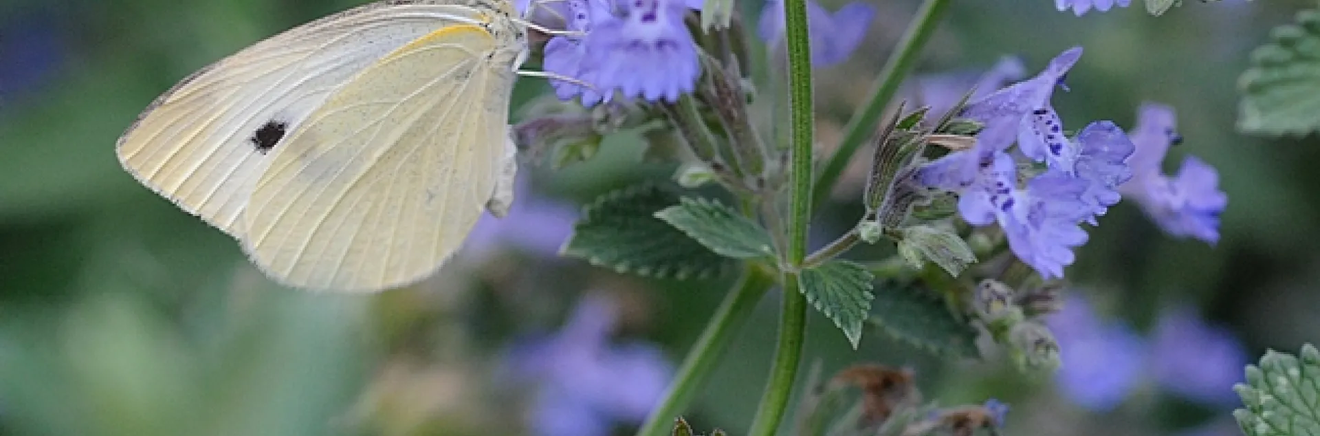 Cabbage white butterfly, Pieris rapae, nectaring on catmint. (Photo by Kathy Keatley Garvey)
