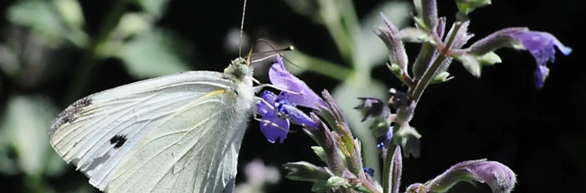 Close-up of cabbage white butterfly in mid-2012. (Photo by Kathy Keatley Garvey)