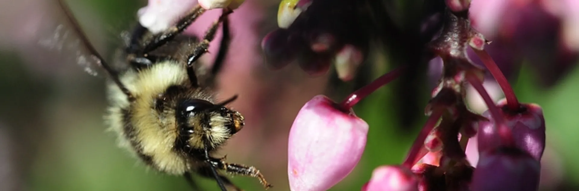 A queen black-tailed bumble bee, Bombus melanopygus, heading for manzanita blossoms. (Photo by Kathy Keatley Garvey)