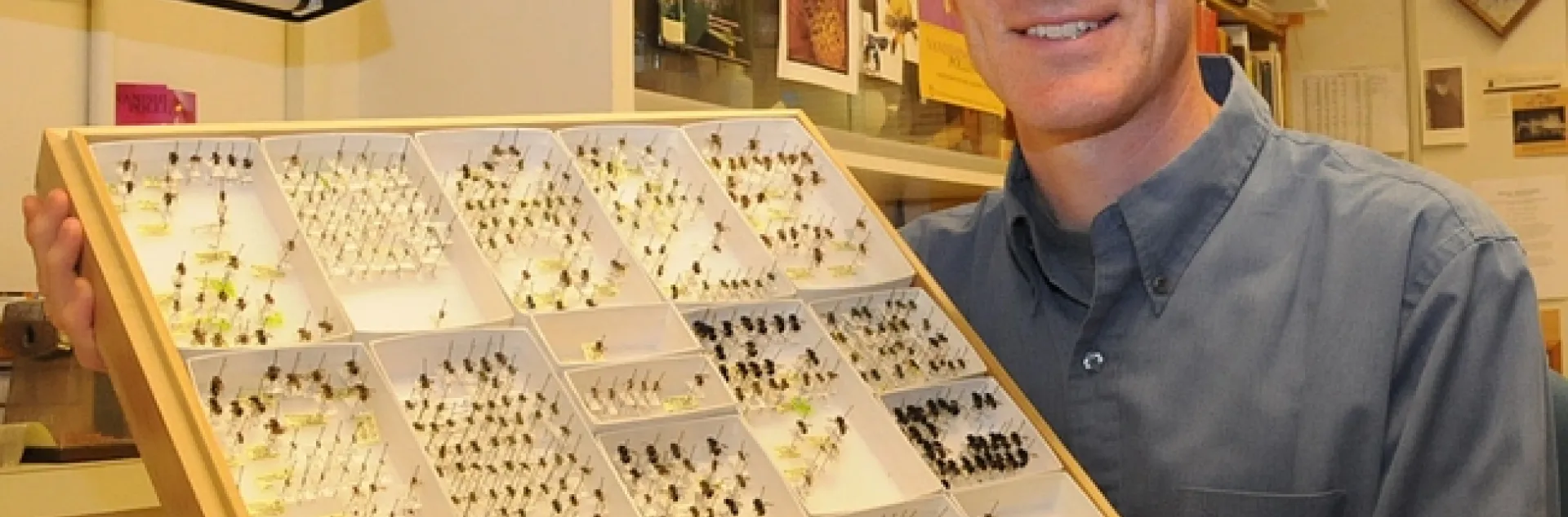 Pollination ecologist Neal Williams of UC Davis with native bees. (Photo by Kathy Keatley Garvey)