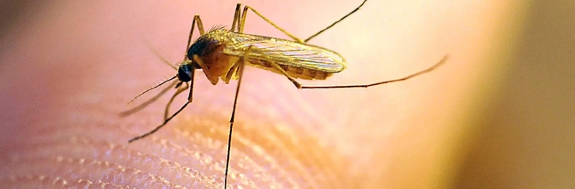 'THE BAD'--This is a Culex quinquefasciatus mosquito that transmits West Nile virus and other diseases. (Photo by Kathy Keatley Garvey)