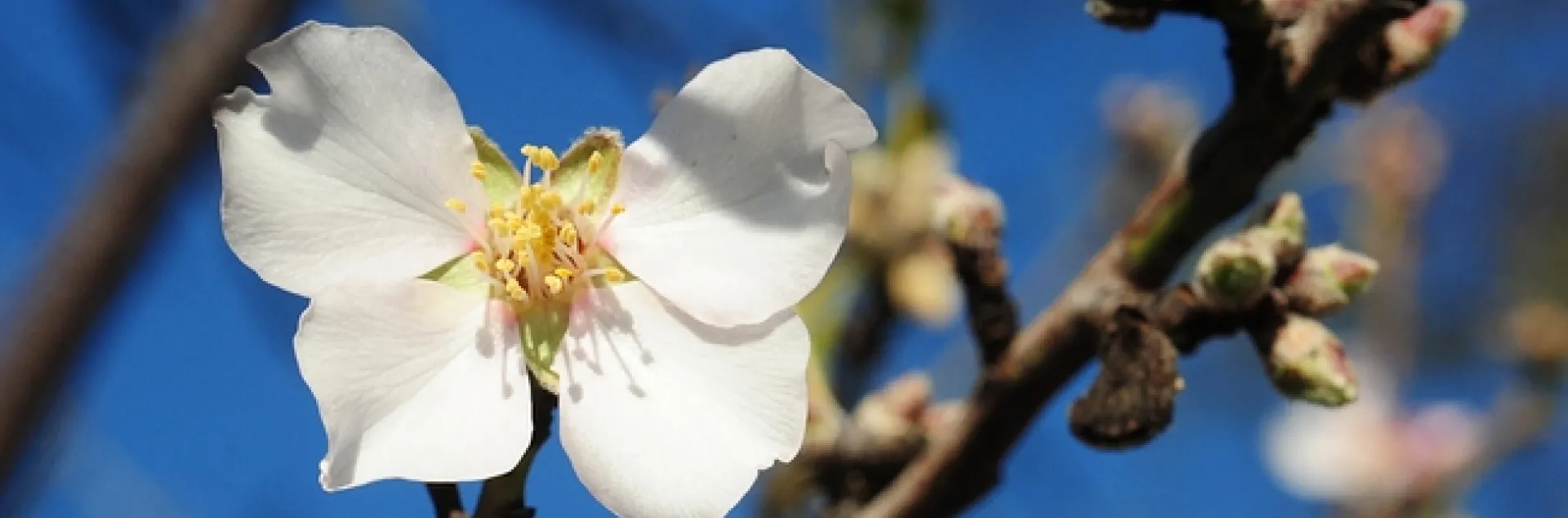 Almond tree blooming on Jan. 1, 2013 in Benicia. (Photo by Kathy Keatley Garvey)