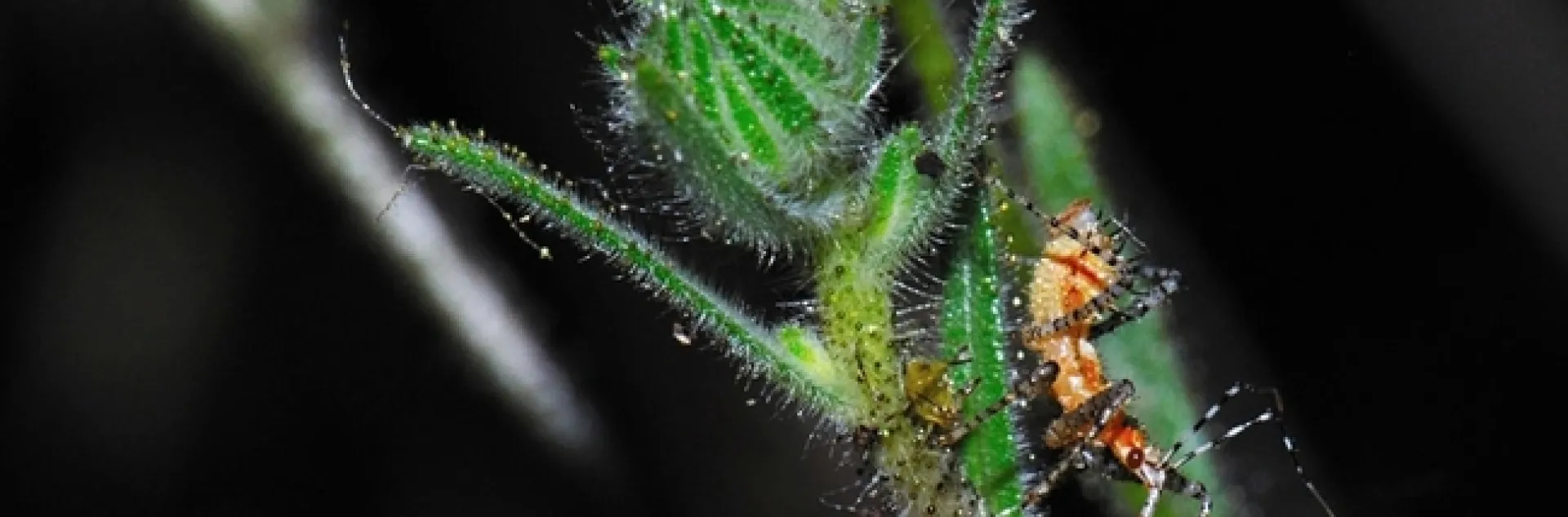 Assassin bug. Pselliopus spinicollis, feeding on dead Drosophila. (Photo by Sam Beck)