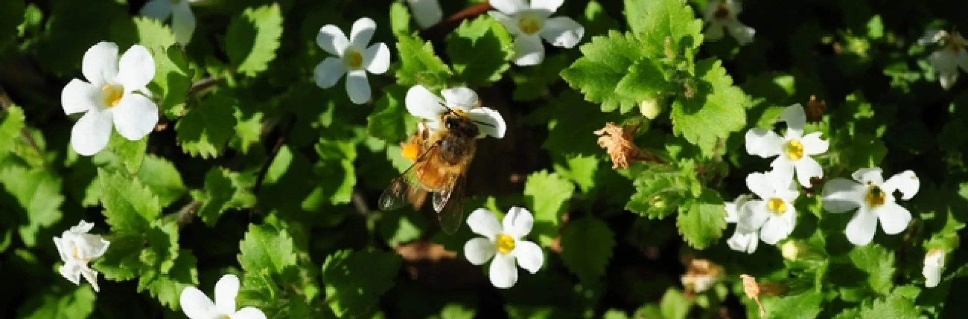 Honey bee foraging in bacopa on grounds of the Benicia Capitol State Historic Park. (Photo by Kathy Keatley Garvey)