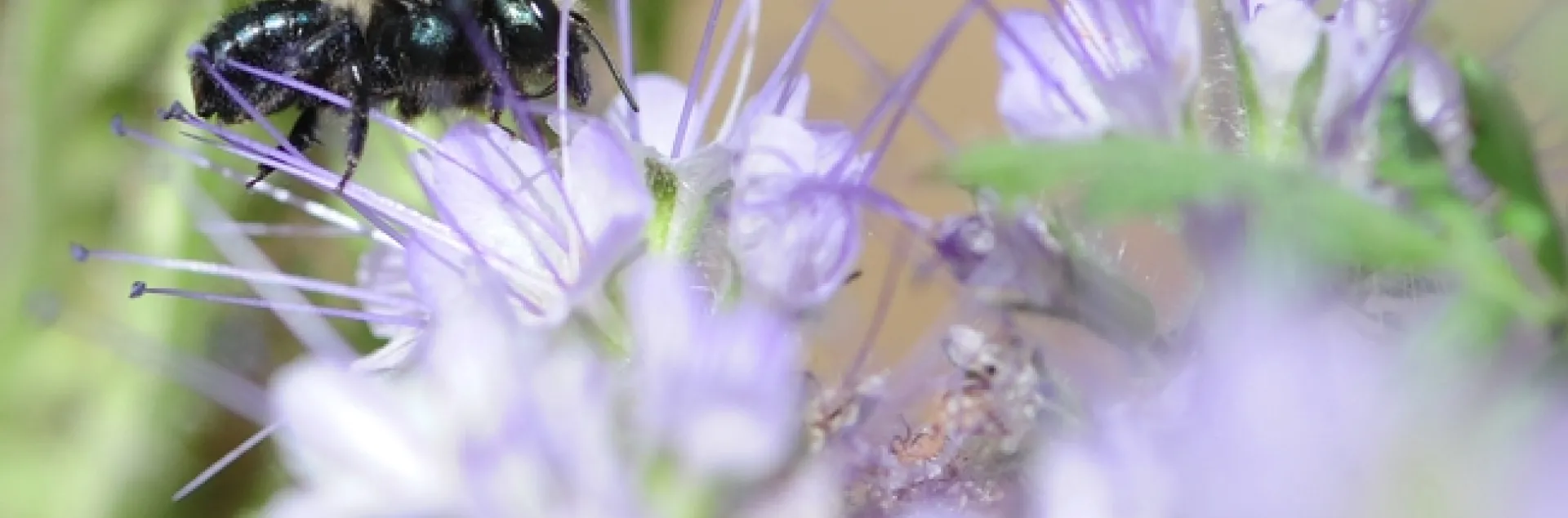 The blue orchard bee or BOB (Osmia) is being studied as an alternative pollinator. (Photo by Kathy Keatley Garvey)