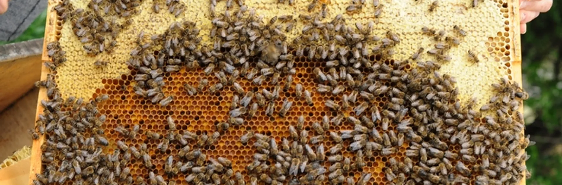 This frame shows healthy bees. (Photo by Kathy Keatley Garvey)