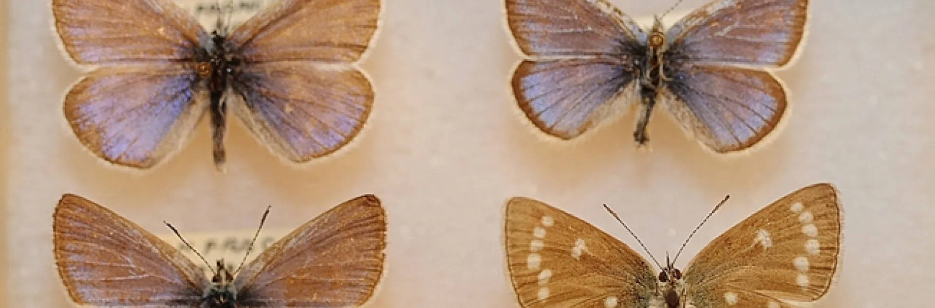 These Bohart Museum of Entomology specimens are Xerces Blue butterflies, Glaucopsyche xerces, (extinct). The museum has Xerces t-shirts for sale. (Photo by Kathy Keatley Garvey)