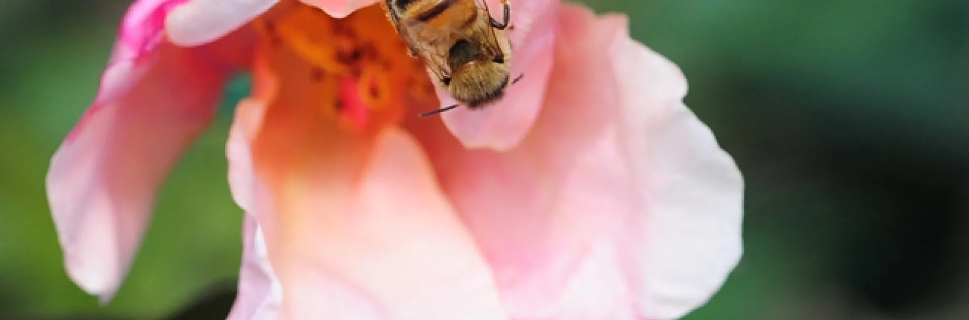 A honey bee checking out a butterfly rose. (Photo by Kathy Keatley Garvey)