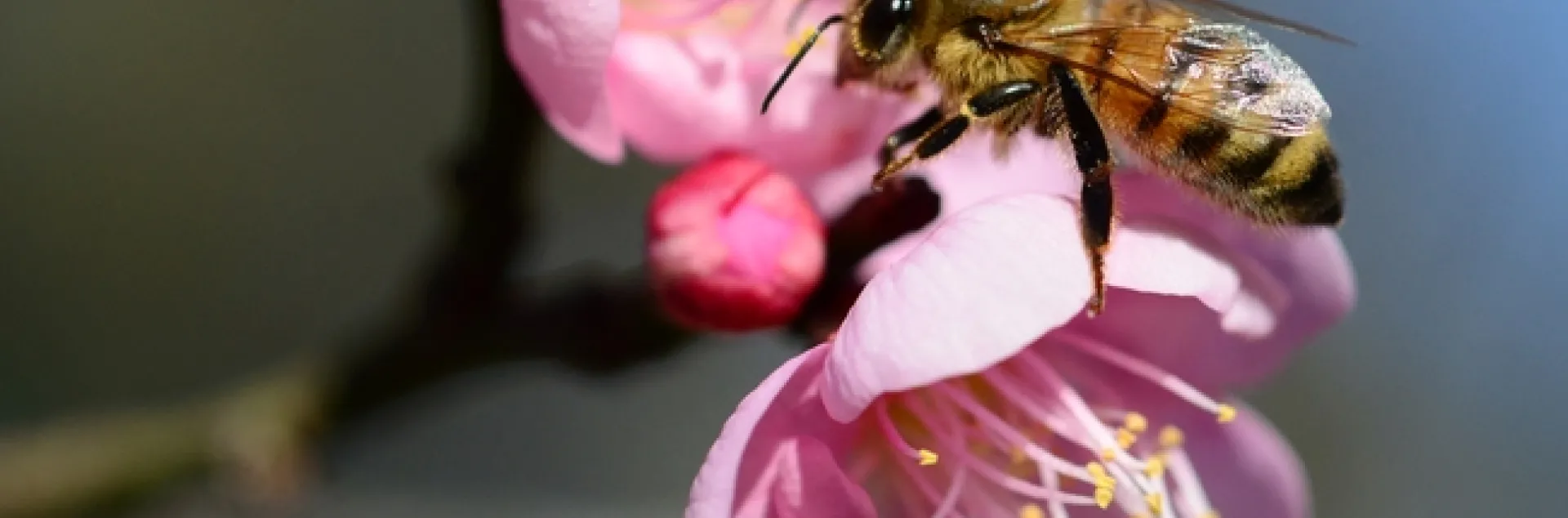 Honey bee lands on a Japanese apricot at Wickson Hall, UC Davis. (Photo by Kathy Keatley Garvey)