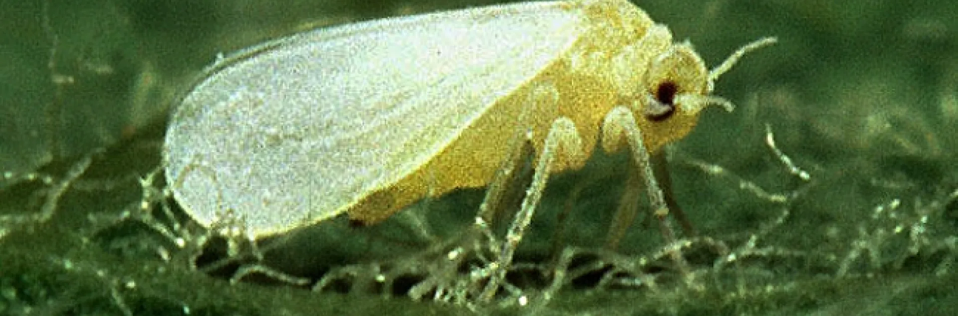 Silverleaf whitefly (Bemisia tabaci). Photo by Scott Baurer, USDA.