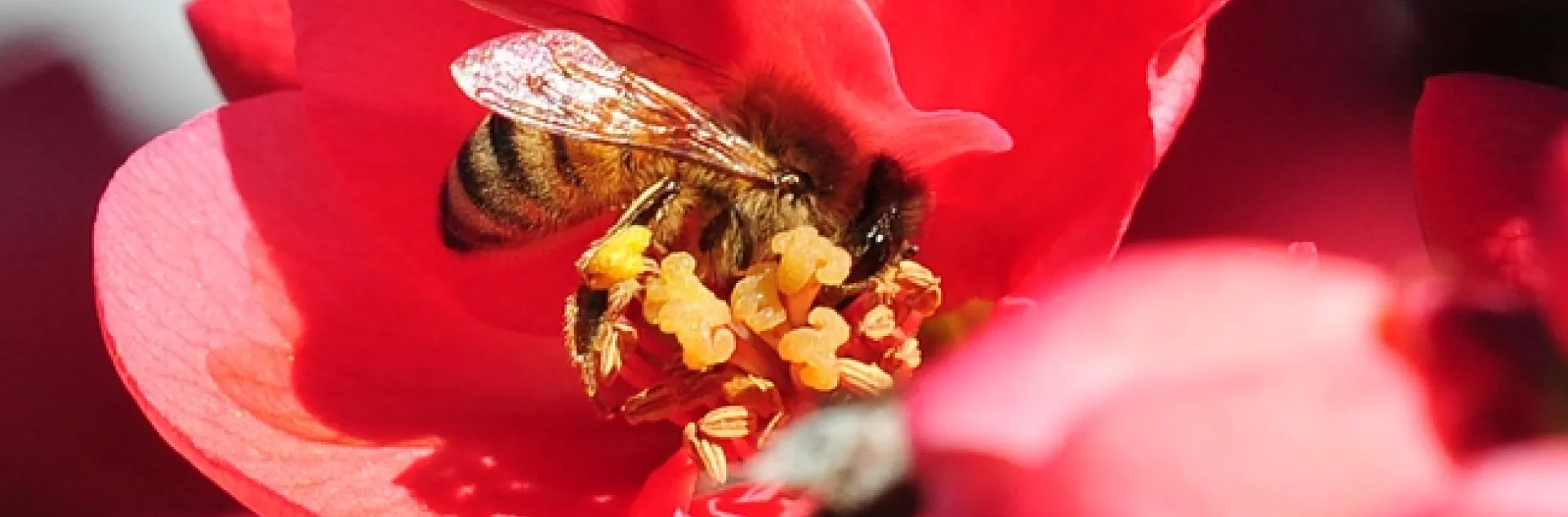Honey bee foraging in a flowering quince. (Photo by Kathy Keatley Garvey)