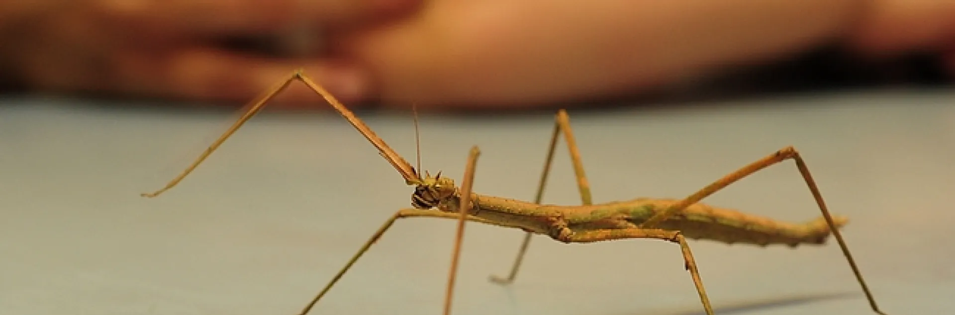 A walking stick at the Bohart Museum of Entomology. (Photo by Kathy Keatley Garvey)
