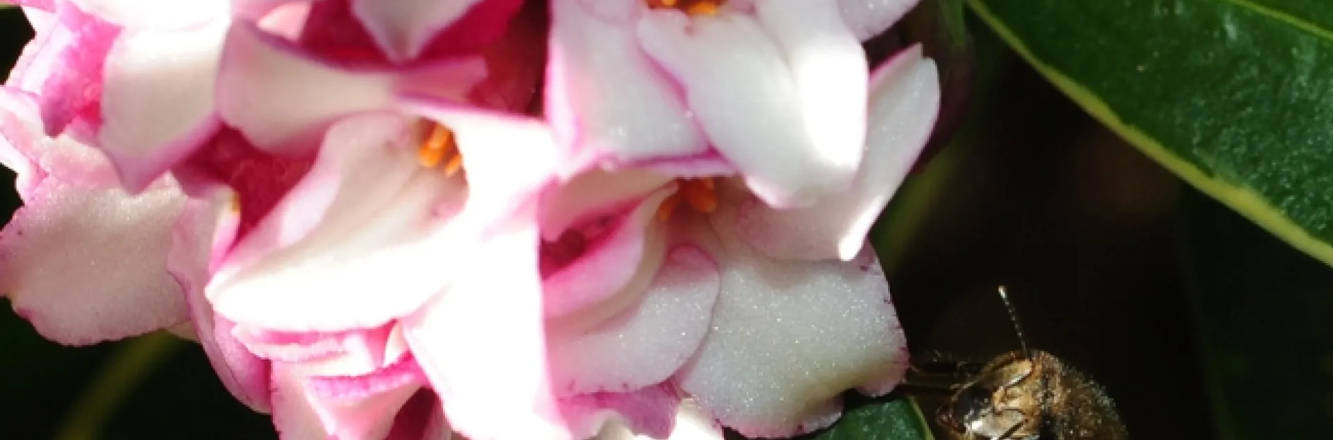 Table for one, please! A honey bee in the shadows of a daphne bloom at the Storer Garden, UC Davis. (Photo by Kathy Keatley Garvey)