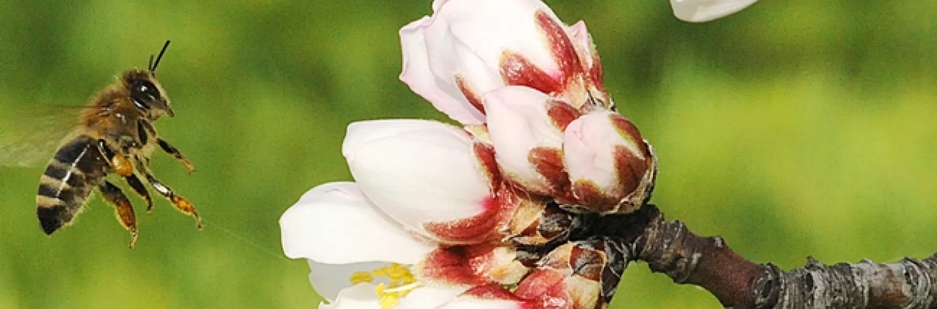 Honey bee heading toward an almond blossom. (Photo by Kathy Keatley Garvey)