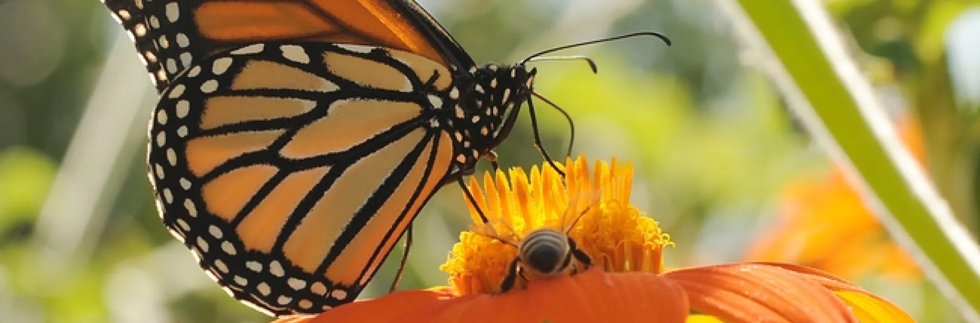 Monarch butterflly shares a Tithonia (Mexican sunflower) with a honey bee at the Haagen Dazs Honey Bee Haven, UC Davis, last summer. (Photo by Kathy Keatley Garvey)