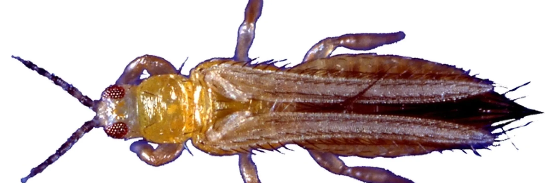 Western flower thrips. (Photo by Jack Kelly Clark, courtesy of entomologist Diane Ullman)