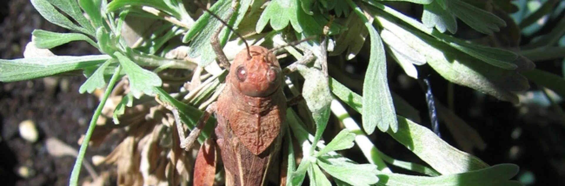 Grasshopper feeding on sagebrush. (Photo courtesy of Rick Karban)