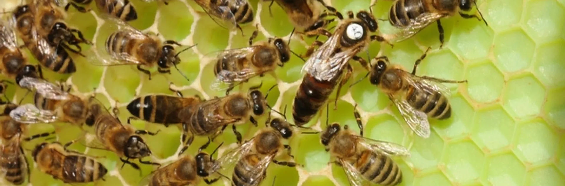 Queen bee (with dot) and worker bees. (Photo by Kathy Keatley Garvey)