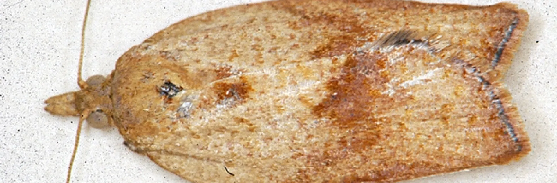 Female light brown apple moth, Epiphyas postvittana. (Photo courtesy of David Williams, principal scientist, Perennial Horticulture, Department of Primary Industries, Victoria, Australia.)