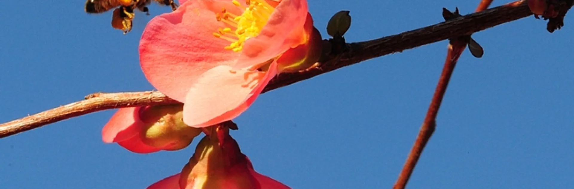 Pollen-packing honey bee cleaning her tongue as she heads for flowering quince. (Photo by Kathy Keatley Garvey)