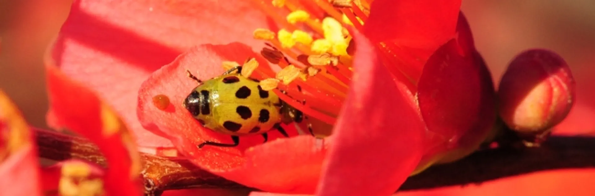 Spotted cucumber beetle inside flowering quince blossom. (Photo by Kathy Keatley Garvey)