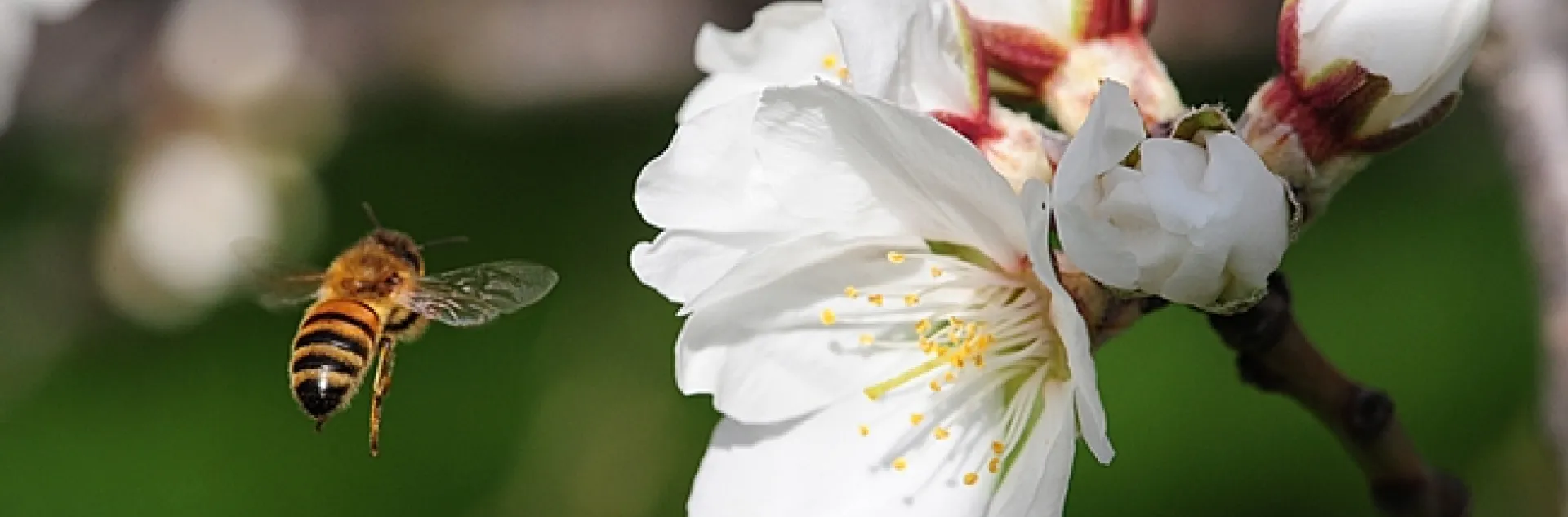 Honey bee heading toward almonds blossoms on Bee Biology Road, UC Davis. (Photo by Kathy Keatley Garvey)