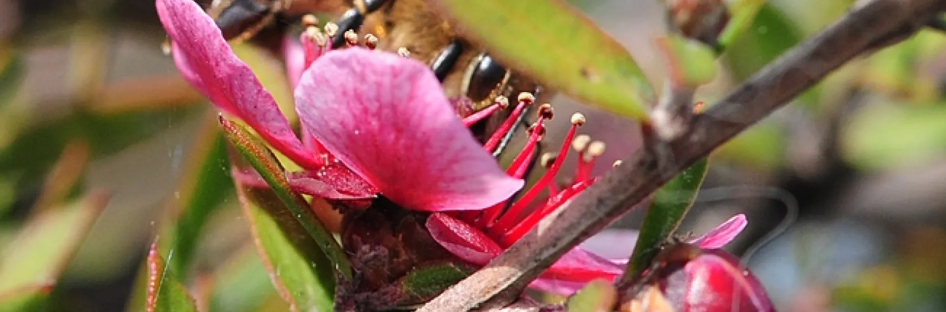 Honey bee on a New Zealand tea tree, Leptospermum scoparium keatleyi. (Photo by Kathy Keatley Garvey)