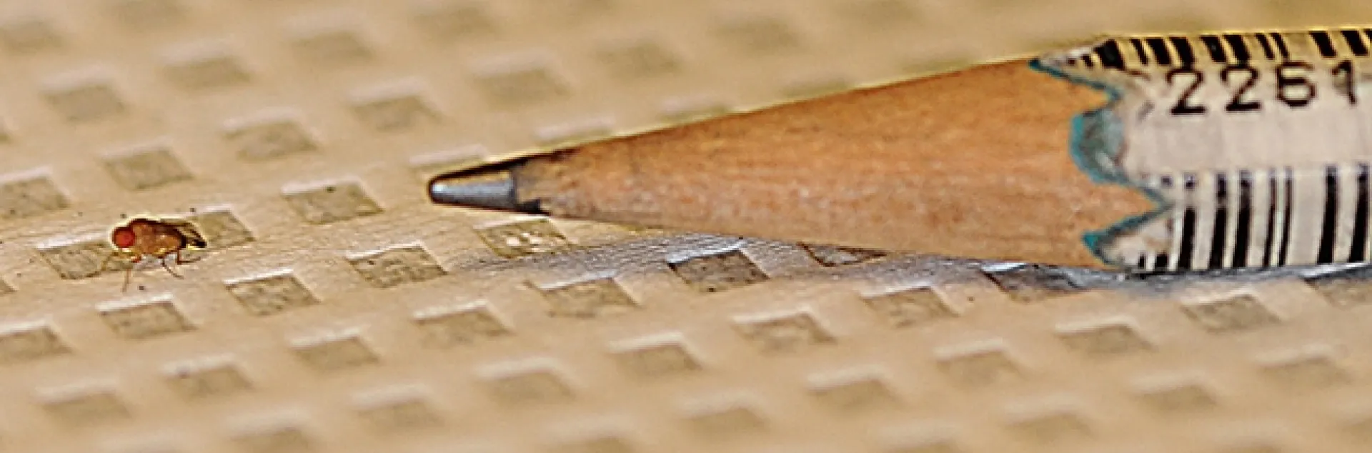 This tiny spotted wing drosophila is what Daren Harris is studying. (Photo by Kathy Keatley Garvey)