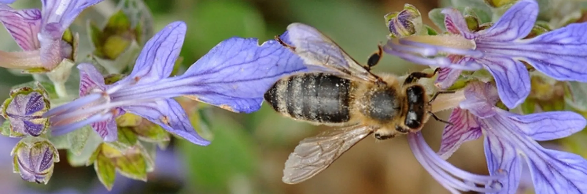 A honey bee navigating an azure bush germander. (Photo by Kathy Keatley Garvey)