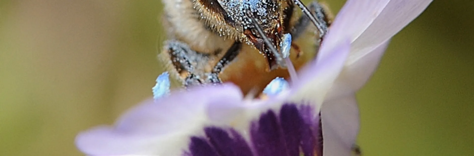 Blue pollen from a bird's eye blossom covers a honey bee. (Photo by Kathy Keatley Garvey)