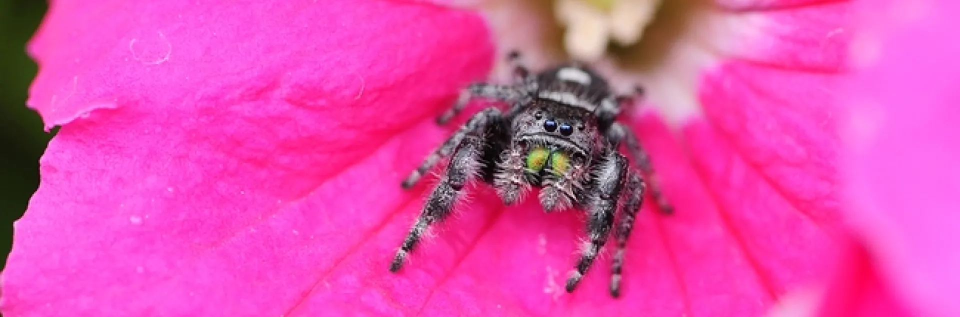 Jumping spider on a petunia. (Photo by Kathy Keatley Garvey)