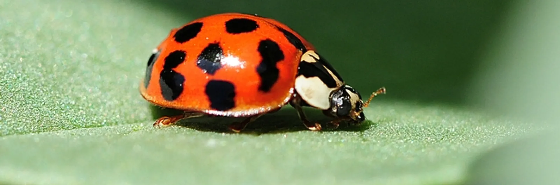 A lady beetle, aka ladybug, prowling on a fava bean leaf. (Photo by Kathy Keatley Garvey)