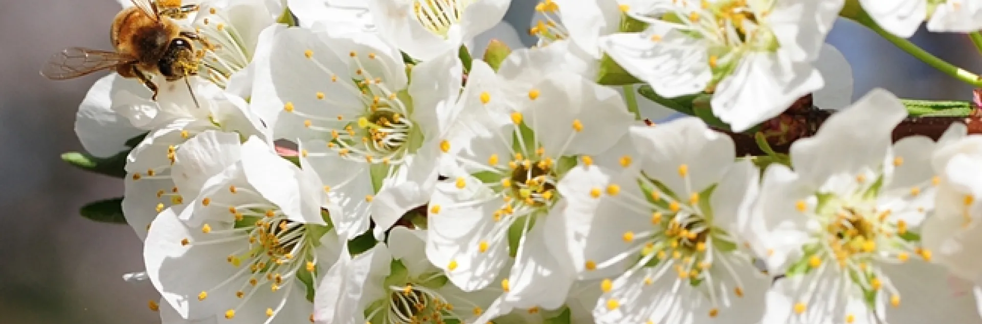 Honey bee foraging on plum blossoms. (Photo by Kathy Keatley Garvey)