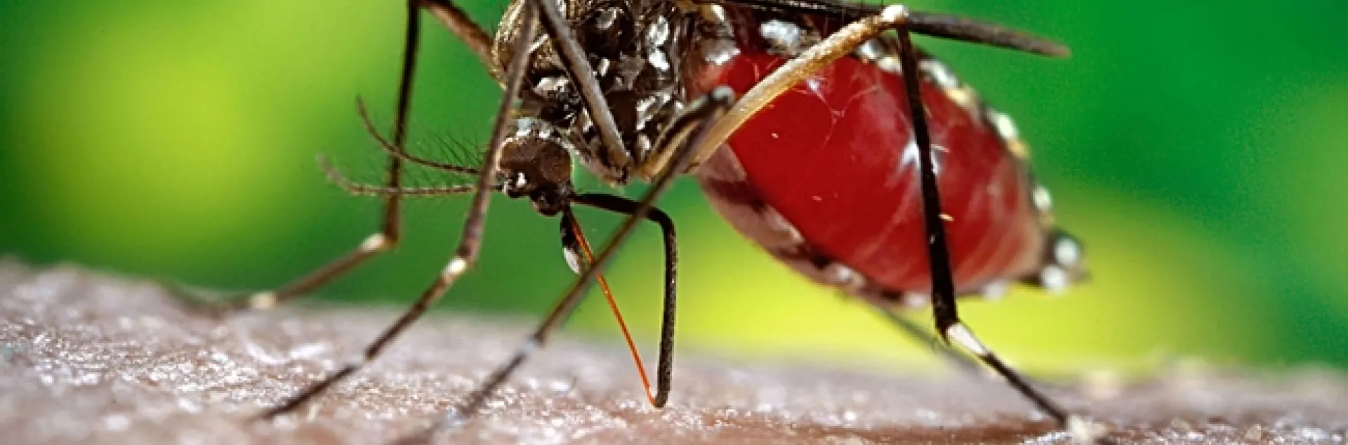 Dengue mosquito, Aedes aegypti. Photo courtesy of Centers for Disease Control and Prevention)
