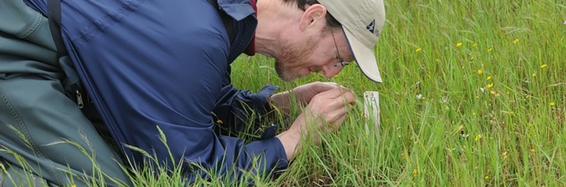 Jay Rosenheim, professor of entomology at UC Davis, doing research in a meadow. (Photo by Kathy Keatley Garvey)