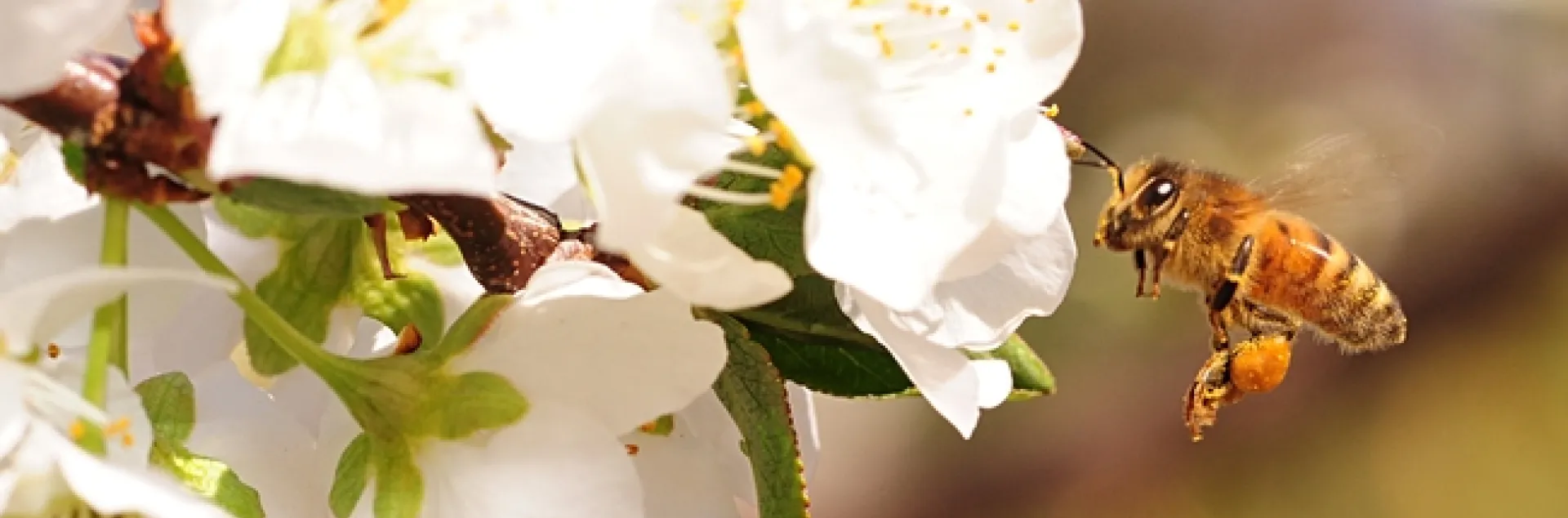 Pollen-packing honey bee heading toward plum blossoms. (Photo by Kathy Keatley Garvey)