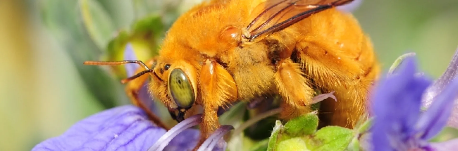 Male Valley carpenter bee (Xylocopa varipuncta). (Photo by Kathy Keatley Garvey)
