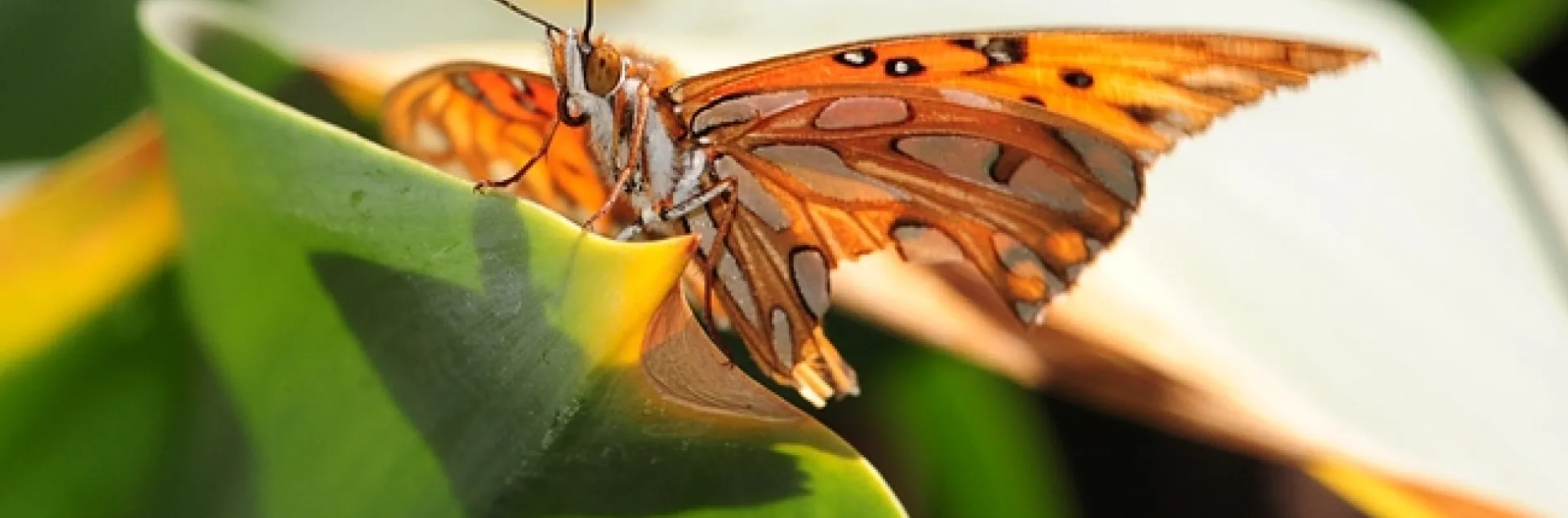 Gulf Fritillary butterfly touches down on the leaves of an Amaryllis, aka naked lady. (Photo by Kathy Keatley Garvey)