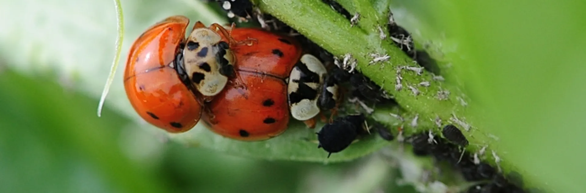 Ladybugs mating; the female continues to munch aphids. (Photo by Kathy Keatley Garvey)