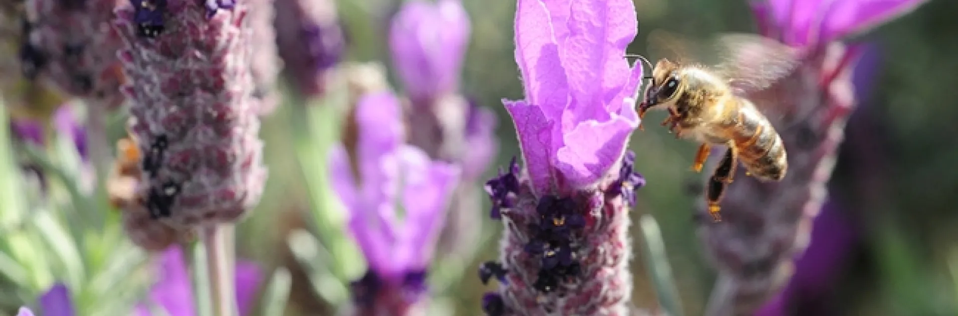 Honey bee greets a Spanish lavender blossom. (Photo by Kathy Keatley Garvey)