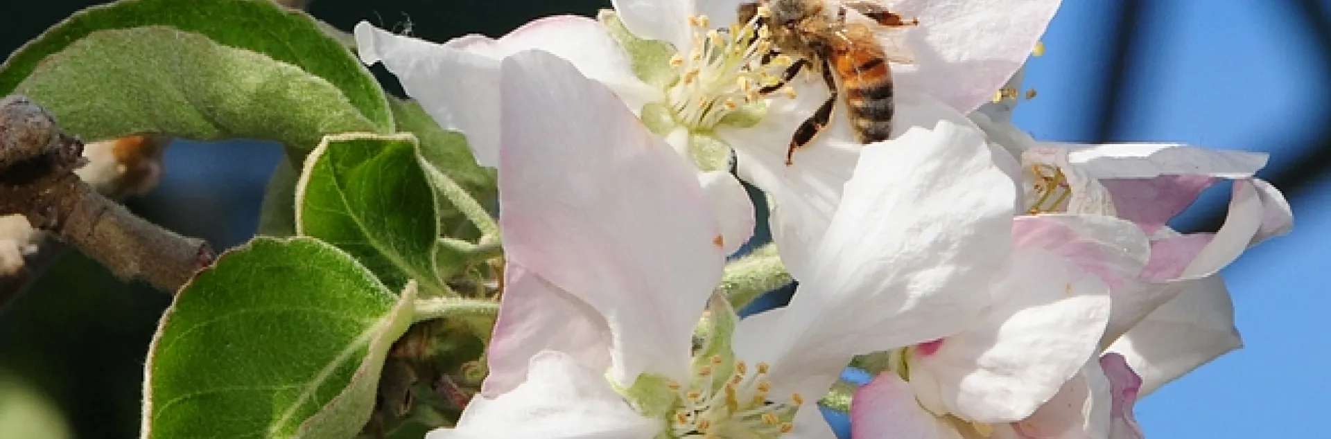 Honey bee gathering the sweet nectar. (Photo by Kathy Keatley Garvey)