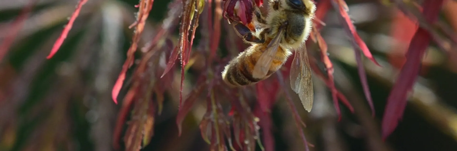 Honey bee foraging on a Japanese maple. (Photo by Kathy Keatley Garvey)
