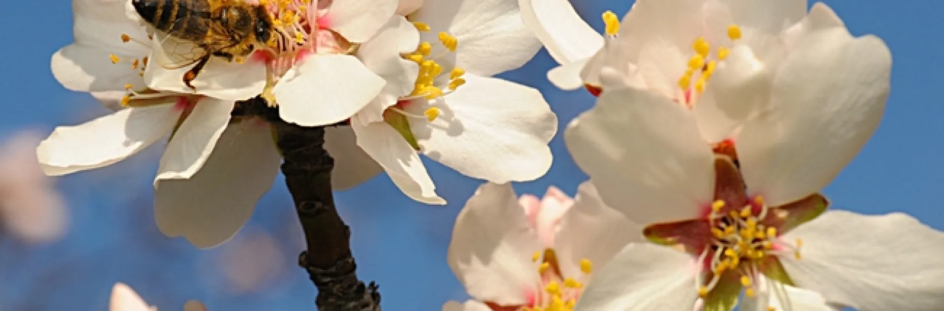 Honey bee foraging on almond blossom. (Photo by Kathy Keatley Garvey)