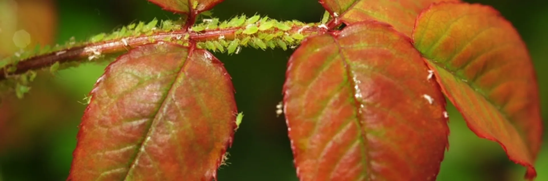 Aphid reunion on a rose. (Photo by Kathy Keatley Garvey)